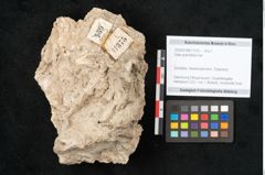 Foto (Objekt + Etikett) von Salix grandifolia Ser. (NHMW-GEO-2024-0188-11375)